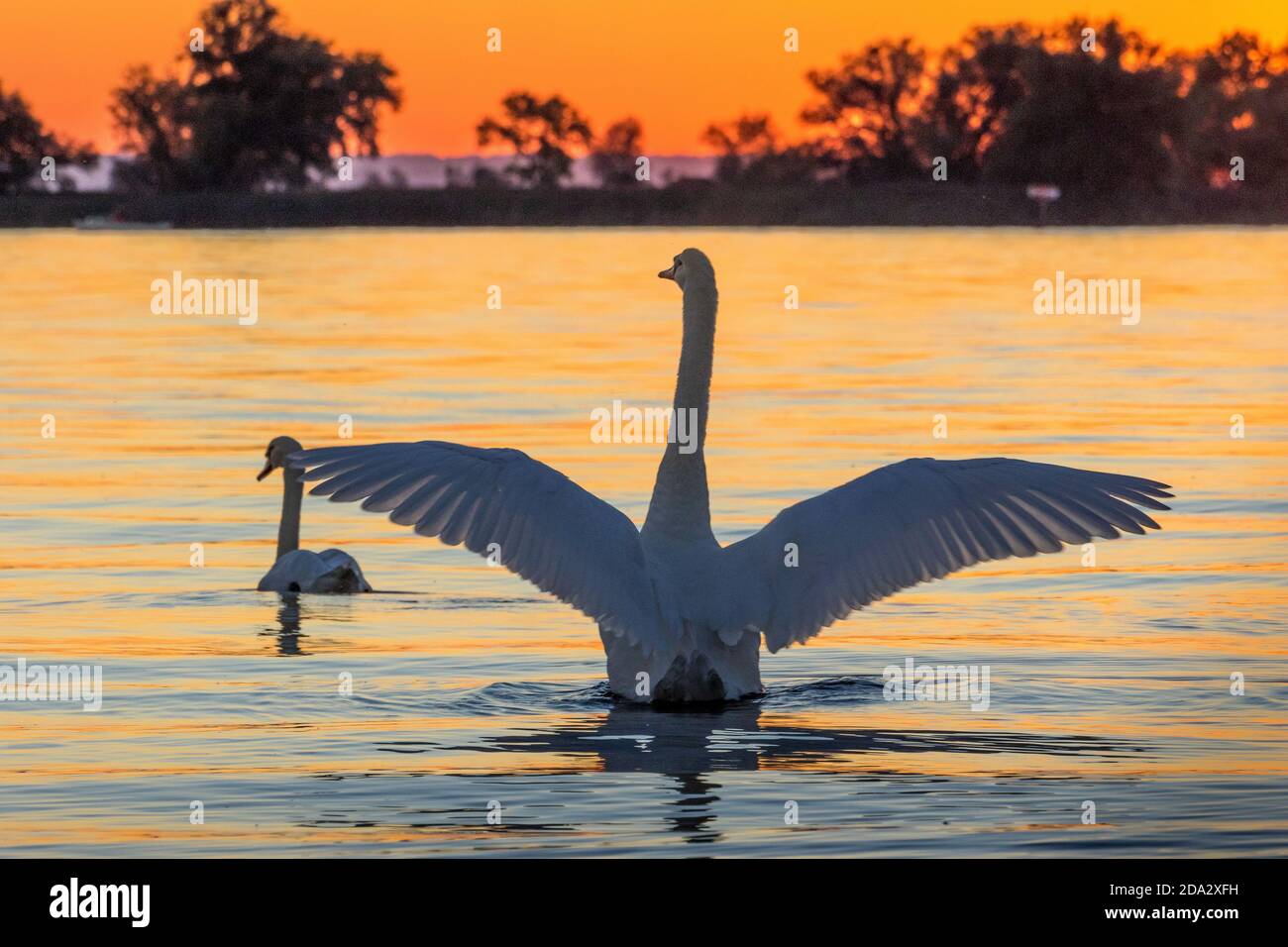 mute swan (Cygnus olor), two mute swans, one of them with wings open, evening mood, Switzerland, Lake Constance Stock Photo