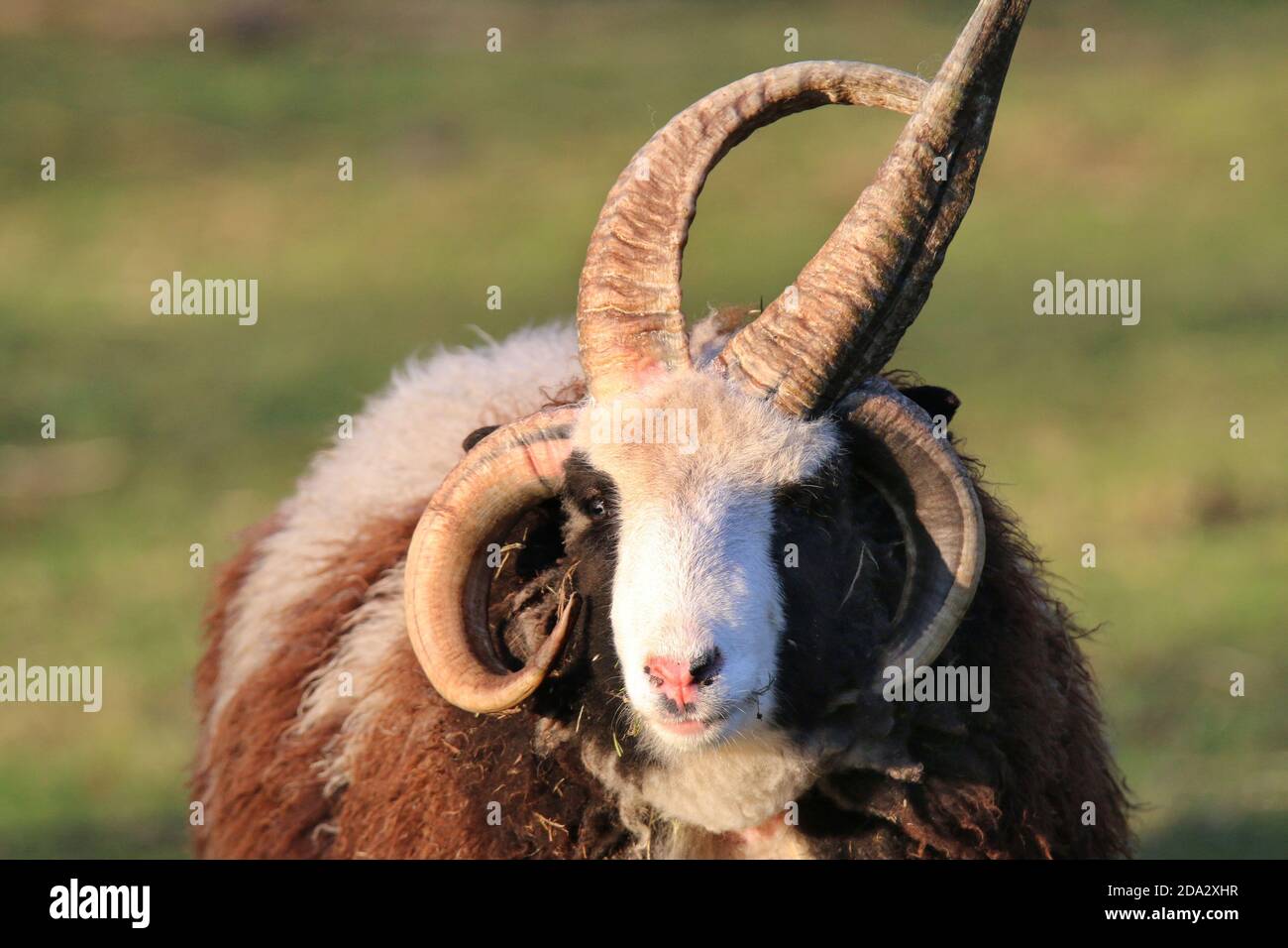 Four-horn-sheep, Jacob sheep (Ovis ammon f. aries), portrait, Germany Stock Photo