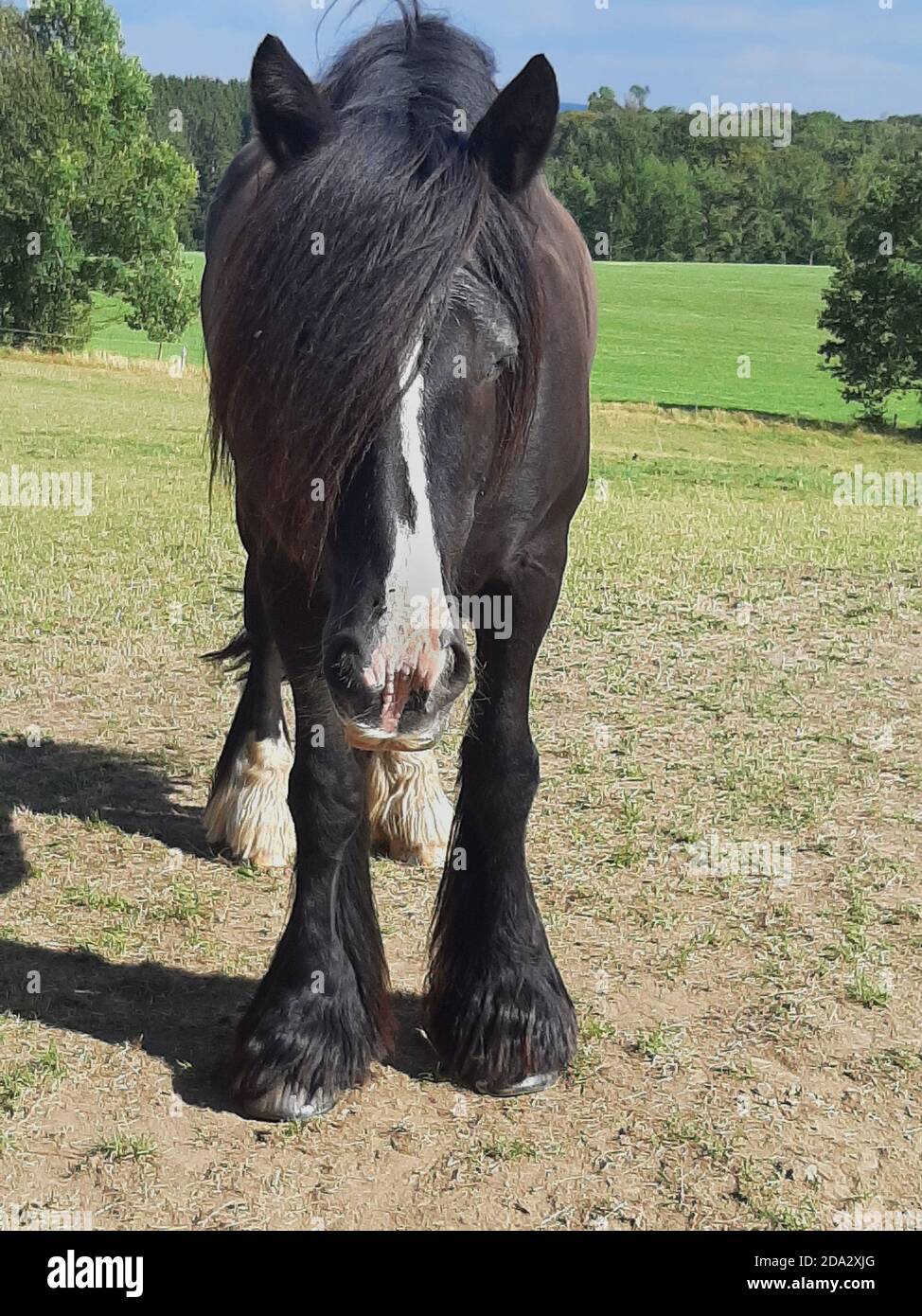 calça da equus