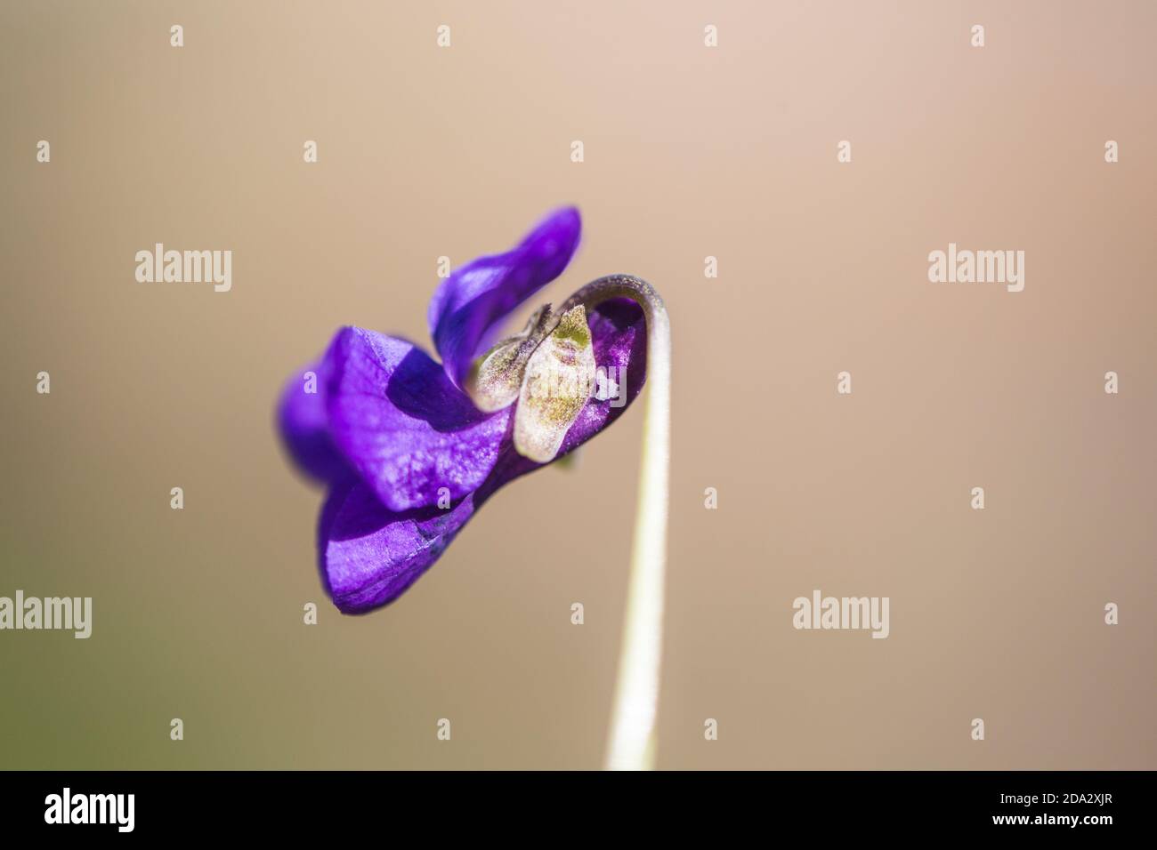 English violet, Sweet violet (Viola odorata), flower with spur, Netherlands, Frisia Stock Photo