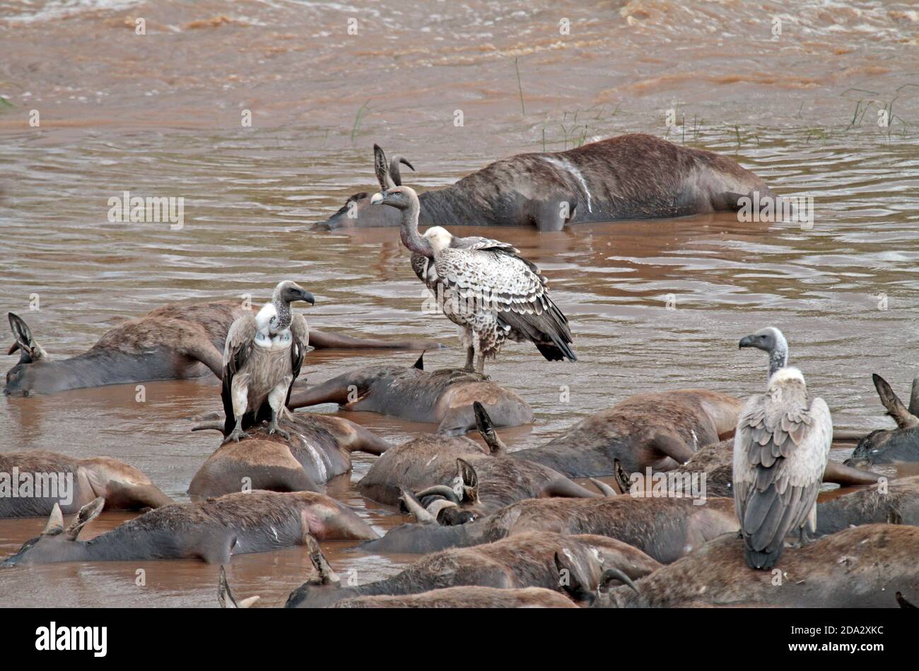 Rueppell's griffon, Rueppells griffon vulture (Gyps rueppelli, Gyps rueppelli rueppelli), eating from dead animals, washed ashore in Masai mara Stock Photo