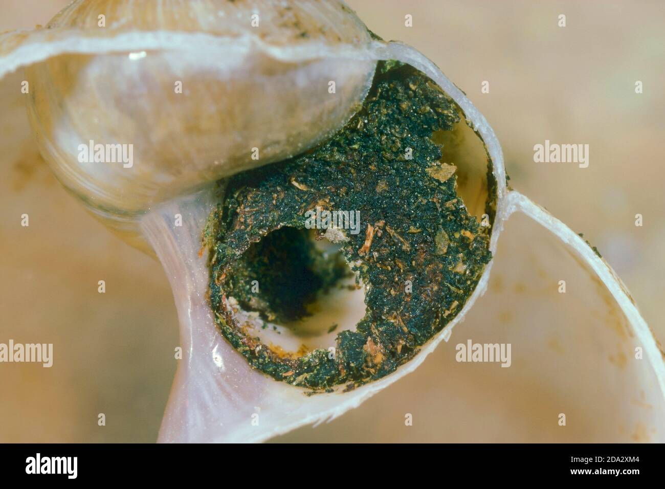 Gold-fringed Mason-bee (Osmia aurulenta, Helicosmia aurulenta), nest in a snail shell, Germany Stock Photo