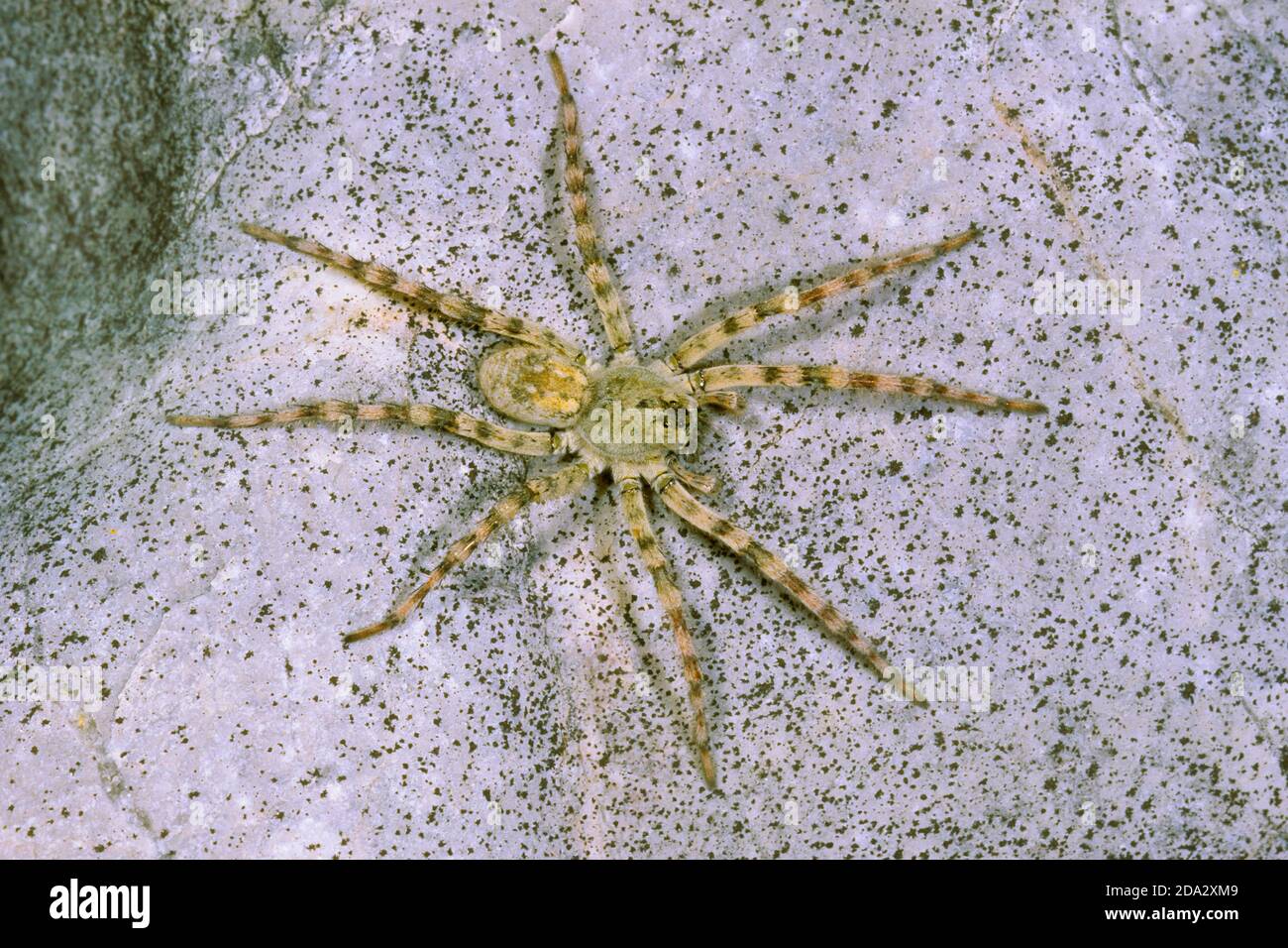 wolf spider, ground spider (Arctosa cinerea), on a stone, Germany Stock Photo