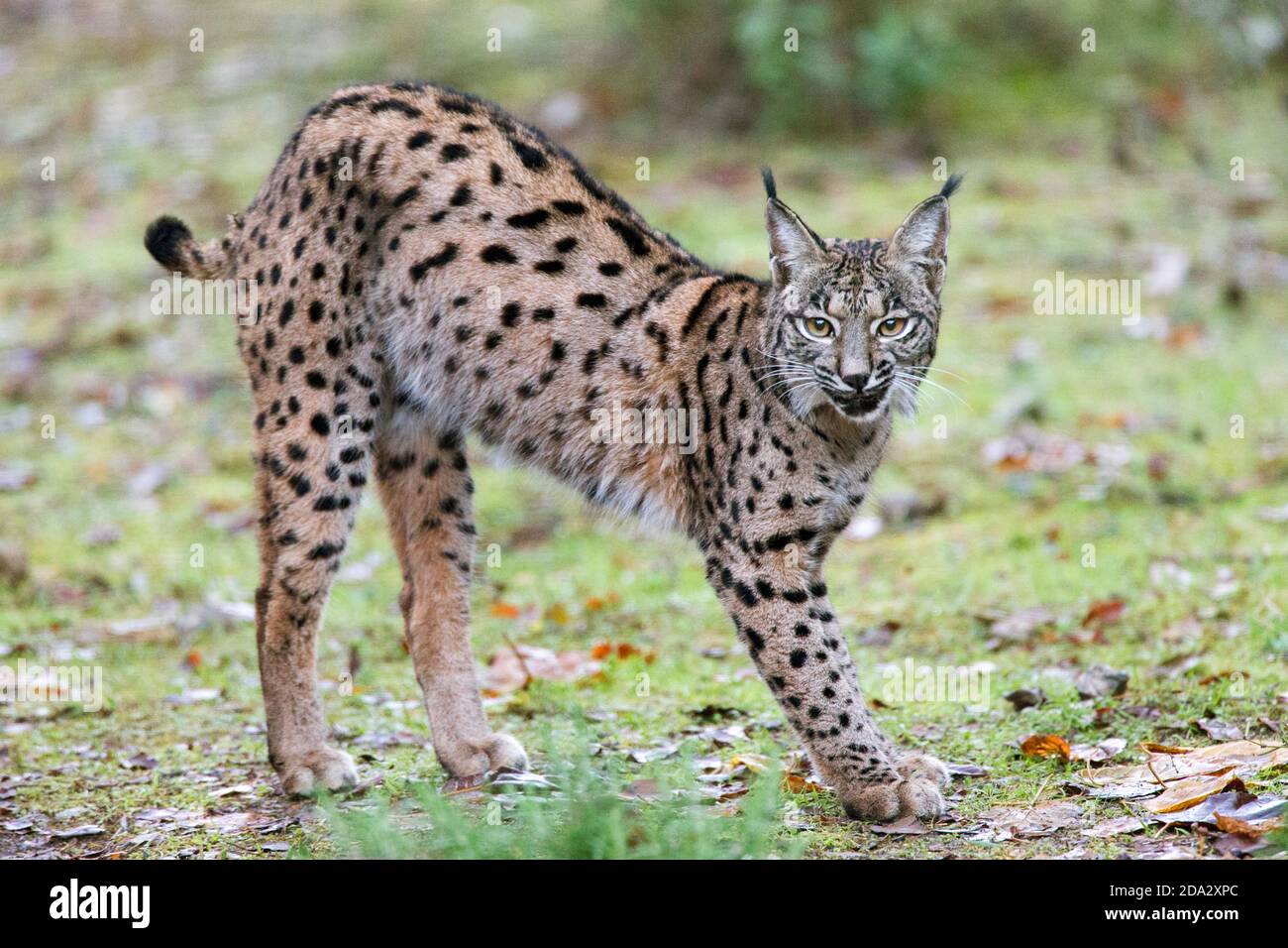 Iberian lynx (Lynx pardinus), stretching, Spain Stock Photo