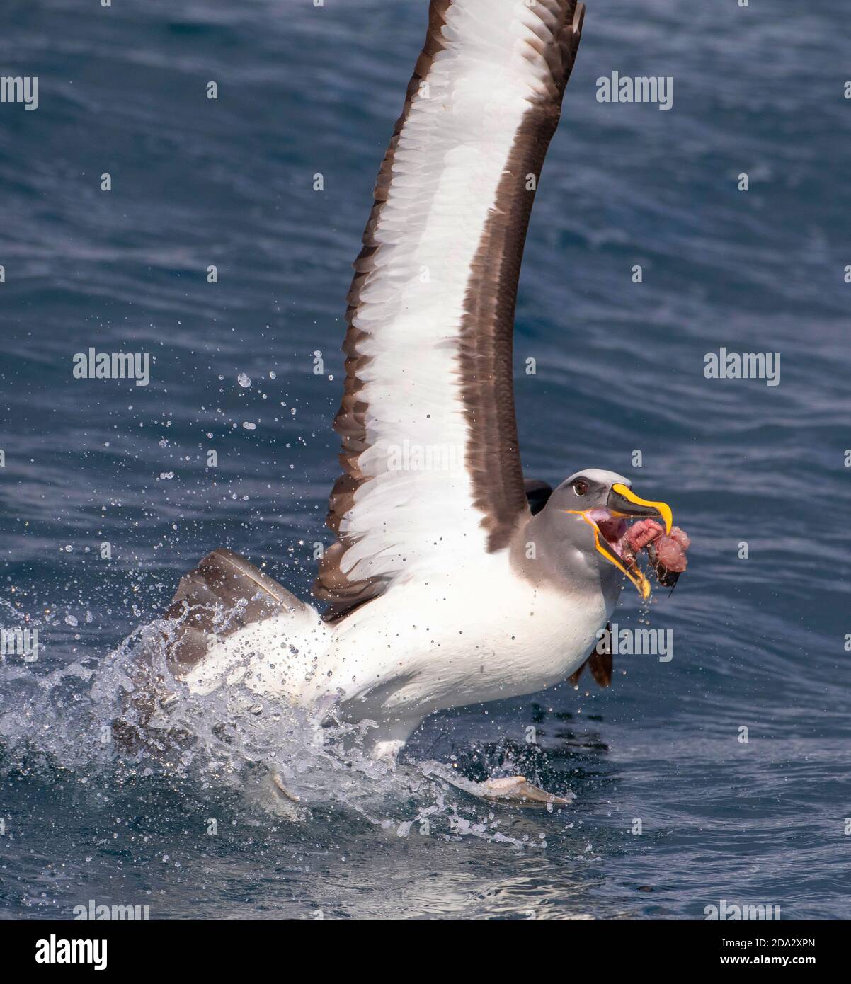 Northern Buller's Albatross, Buller's albatross, Buller's mollymawk  (Thalassarche bulleri platei, Thalassarche platei), starting from the water with Stock Photo
