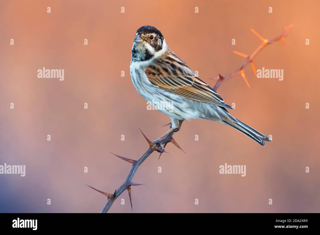 reed bunting (Emberiza schoeniclus), male perching on a prickly twig, side view, Italy, Piana fiorentina Stock Photo