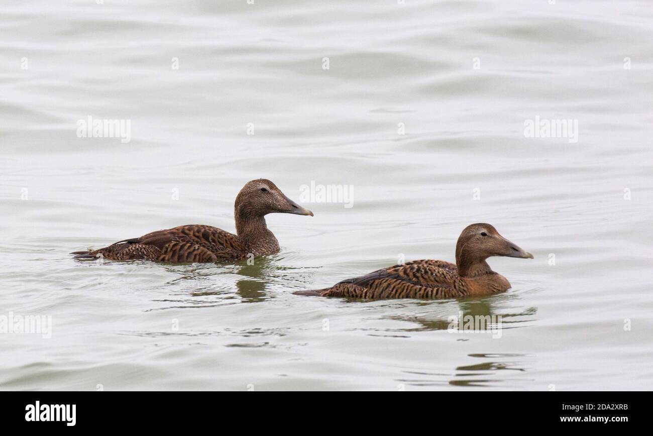 Common eider (Somateria mollissima), First winter male and first winter female swimming side by side, showing juvenile coverts, tertials and Stock Photo