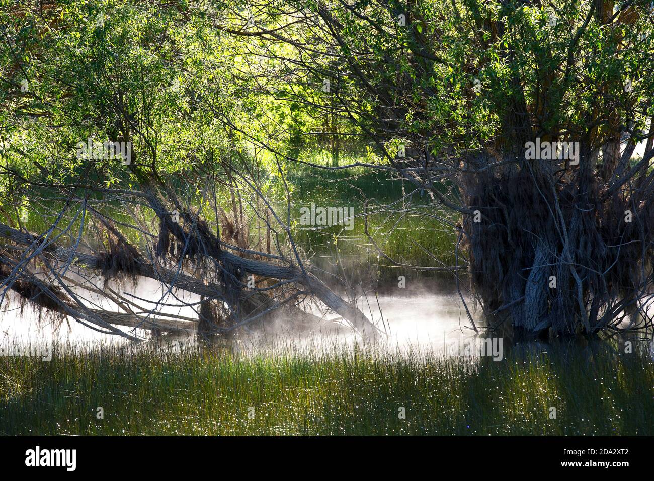 swamp forest with willows, Spain, Pyrenees, Ordessa Stock Photo