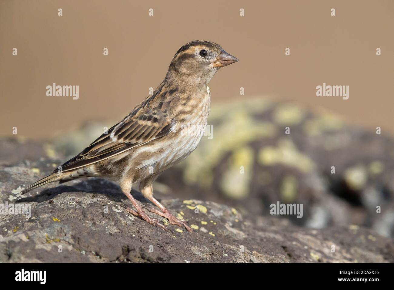 rock sparrow, rock petronia (Passer petronia, Petronia petronia), perching on a rocky ground, Madeira Stock Photo