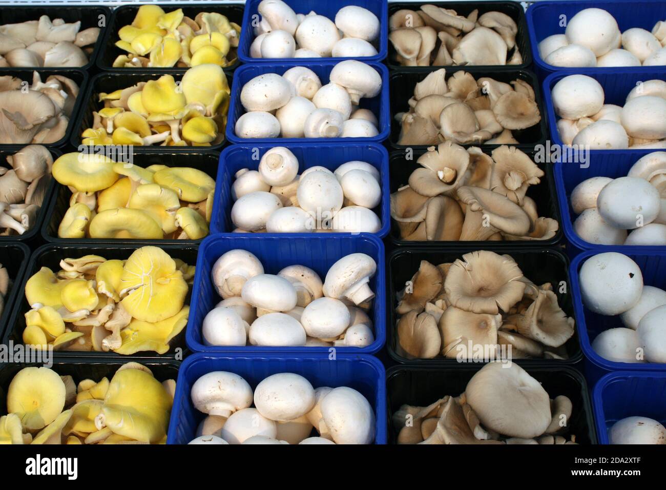 edible mushrooms in display, Germany Stock Photo Alamy