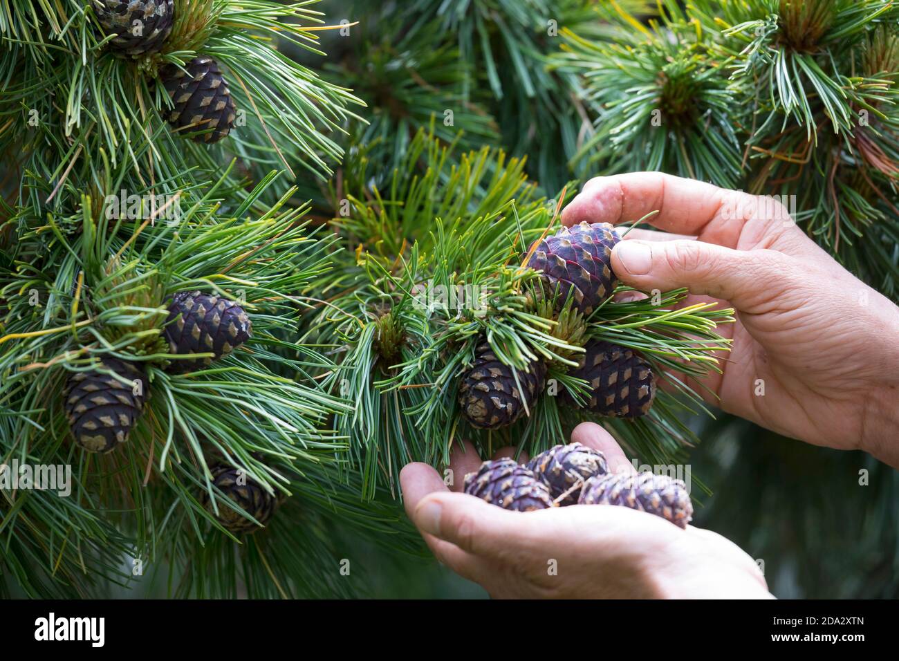Swiss stone pine, arolla pine (Pinus cembra), cones are collected, Germany Stock Photo