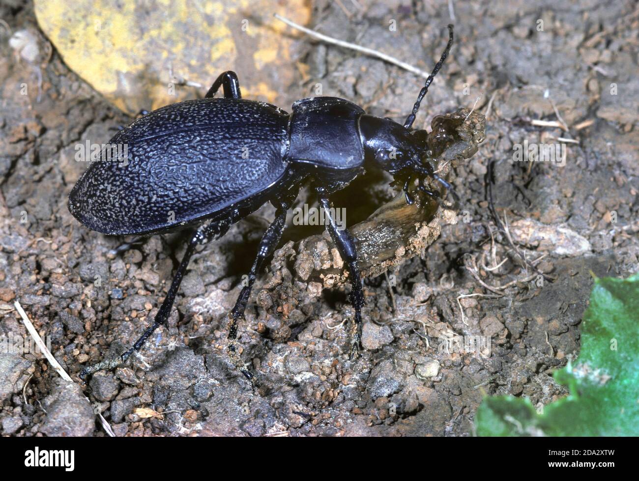 leatherback ground beetle (Carabus coriaceus), with caught slug, Germany Stock Photo