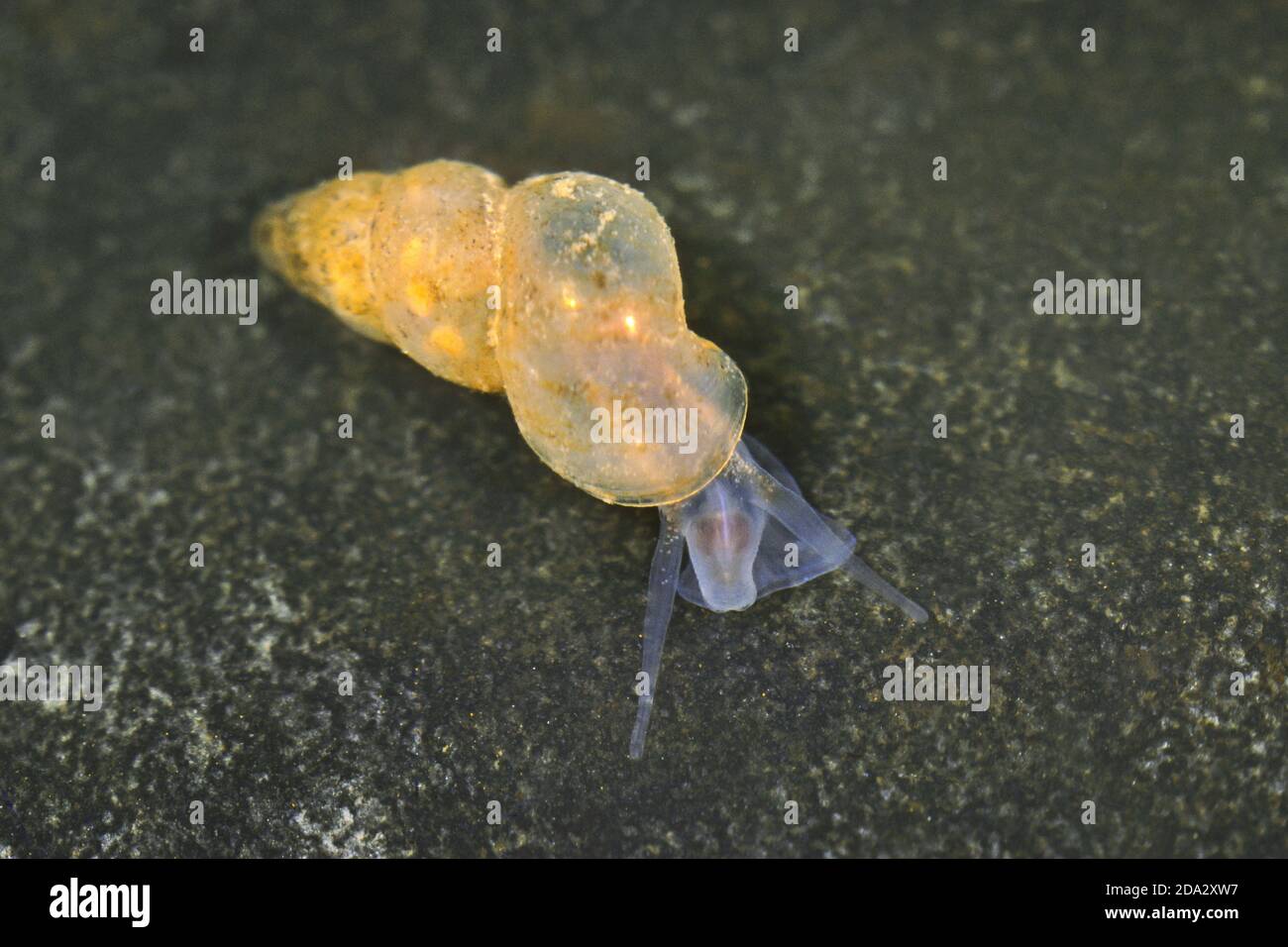 Freshwater snail (Bythiospeum quenstedti), on a stone, Germany Stock Photo