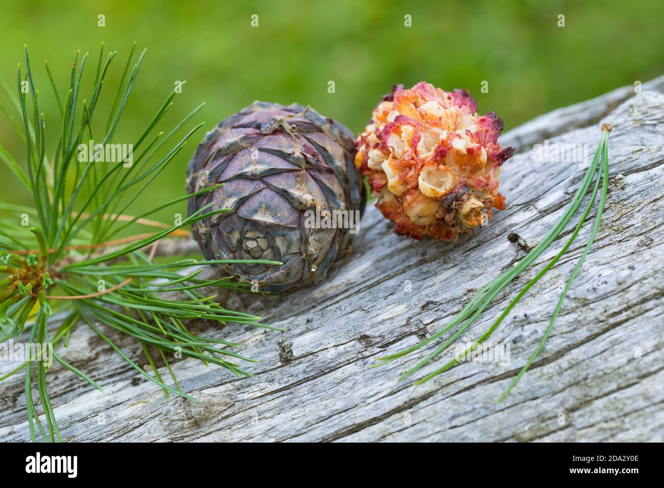 spotted nutcracker (Nucifraga caryocatactes), Swiss pine cones, the right one pecked by a nutcracker, Germany Stock Photo