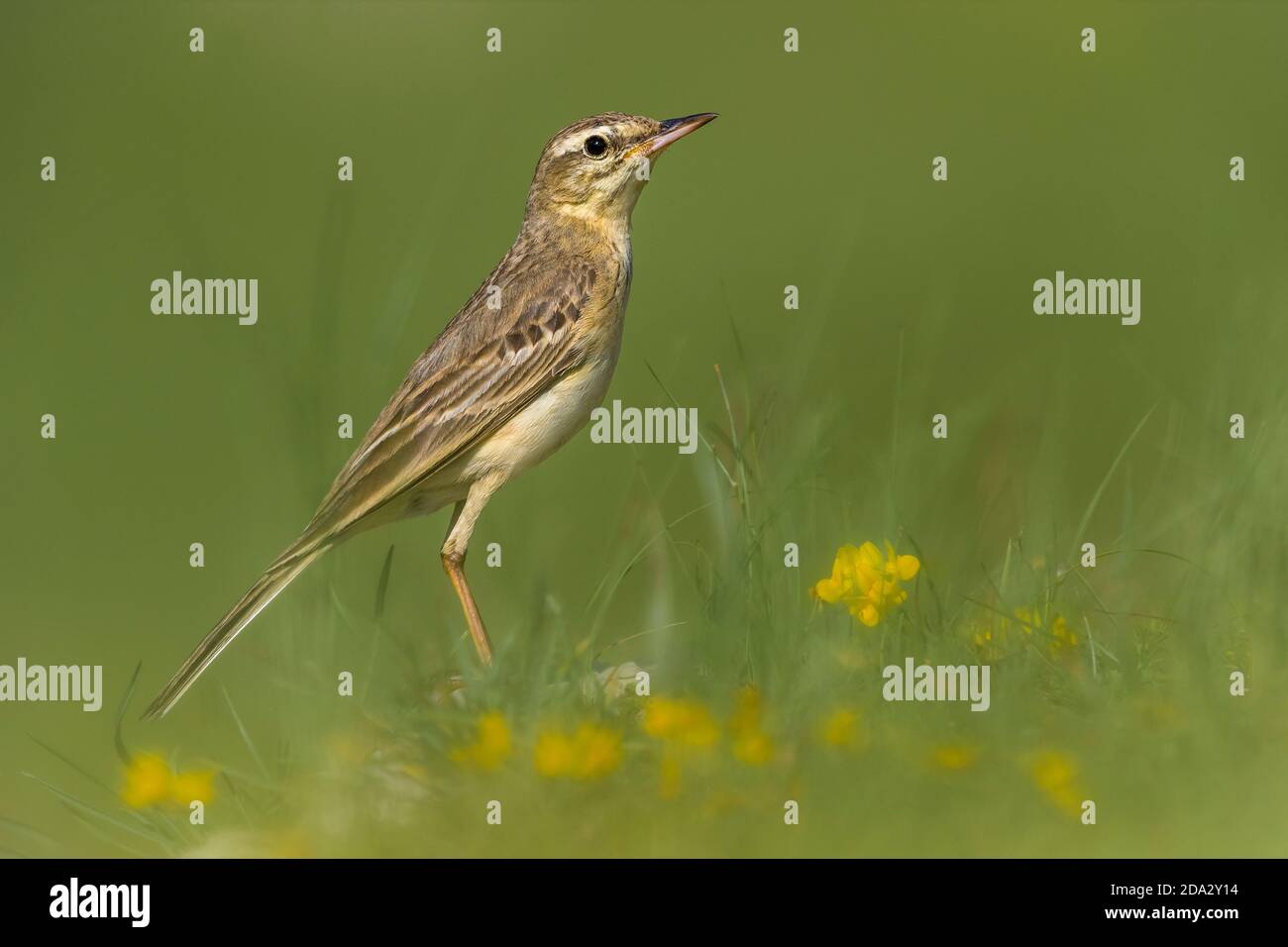 Tawny pitpit (Anthus campestris), perching in a meadow, side view, France, Provence Stock Photo