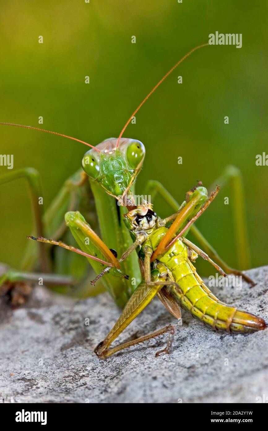 European preying mantis (Mantis religiosa), with caught grasshopper, Germany Stock Photo