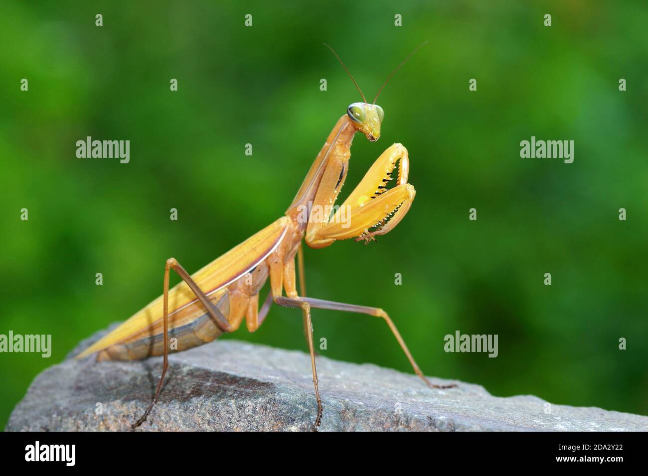 European preying mantis (Mantis religiosa), rare yellow morph, Germany Stock Photo