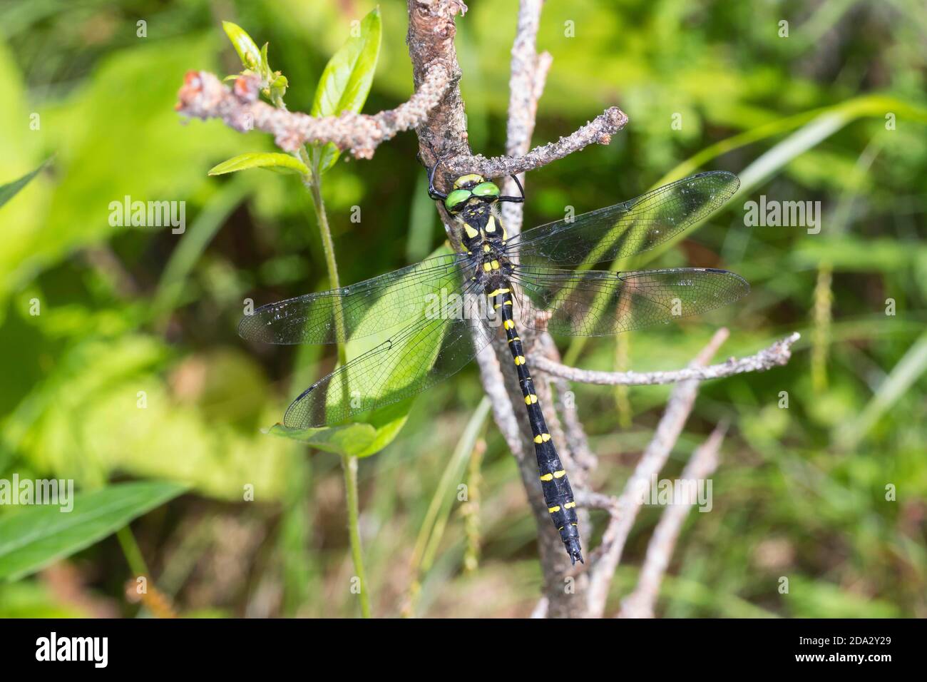 Sombre Goldenring, Two-toothed Goldenring (Cordulegaster bidentatus, Cordulegaster bidentata), sits at a twig, Austria, Carinthia Stock Photo