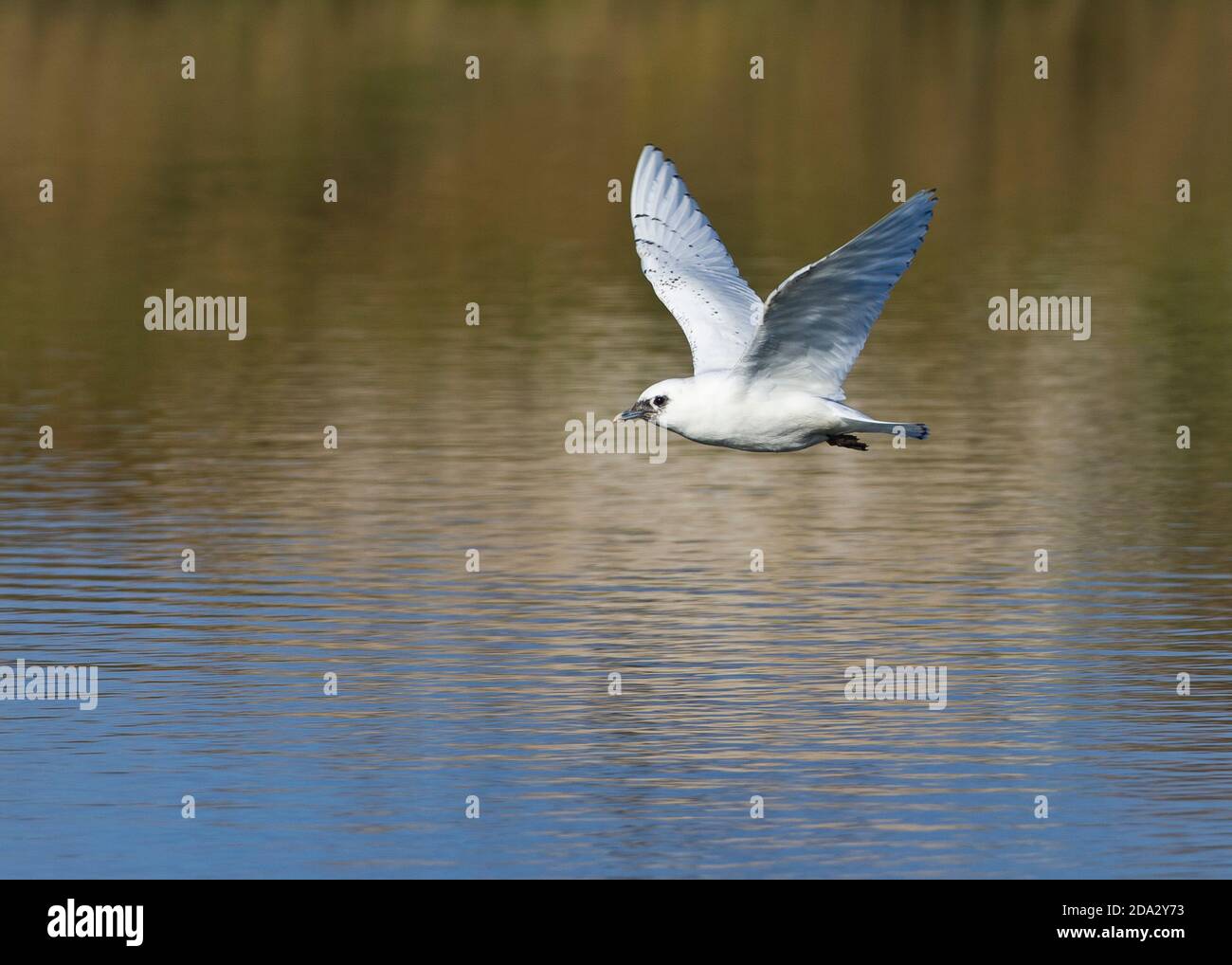 ivory gull (Pagophila eburnea), Second winter plumaged Ivory Gull, a rare arctic vagrant to western Europe, France Stock Photo