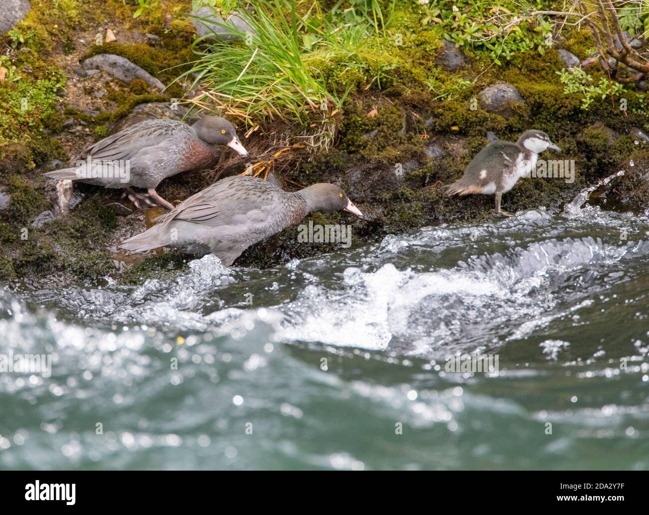 Blue duck, Whio (Hymenolaimus malacorhynchos), duck family at the shore of a streaming river, New Zealand, Northern Island, Turangi Stock Photo