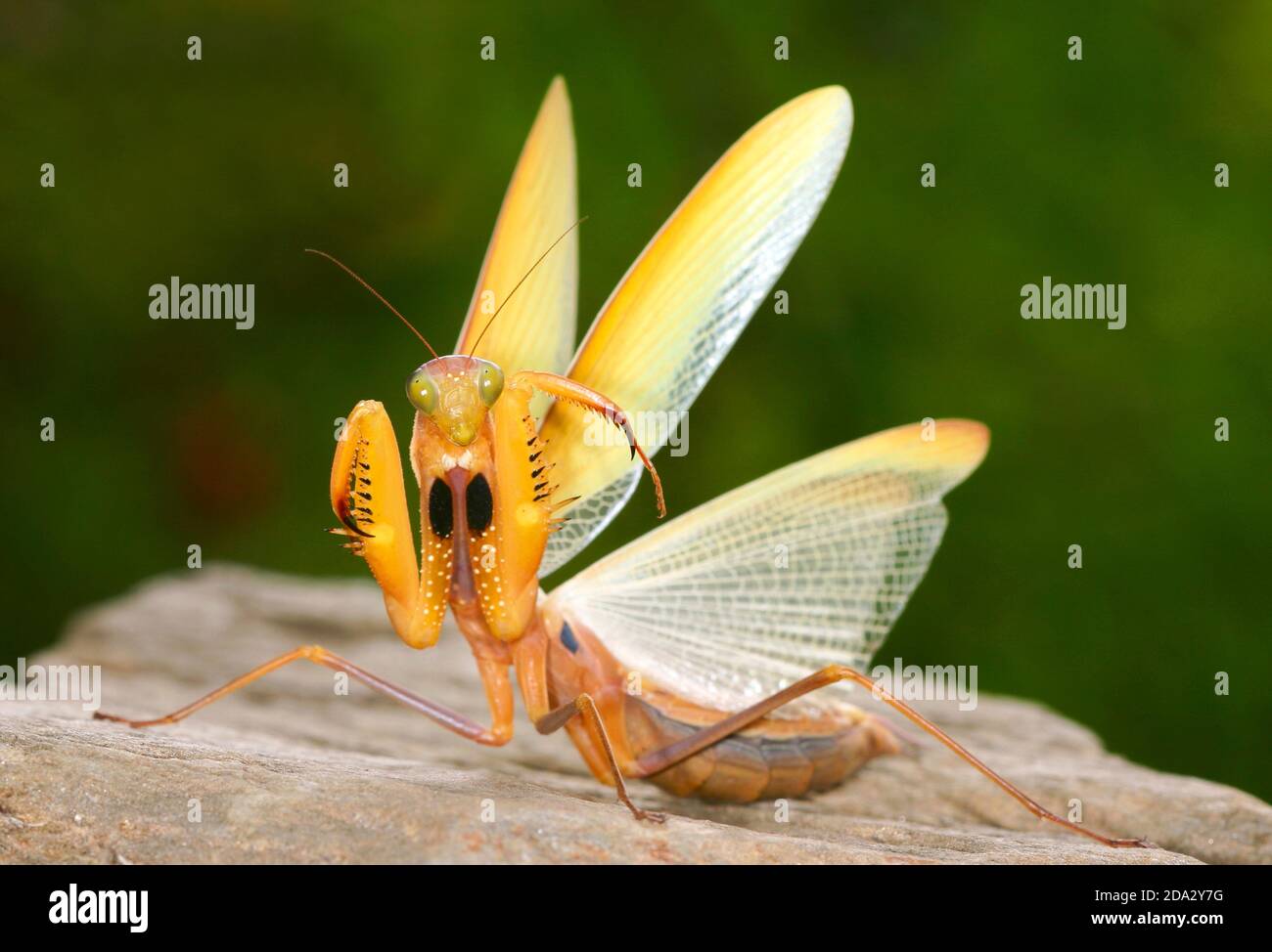 European preying mantis (Mantis religiosa), rare yellow morph, defensive pose, Germany Stock Photo