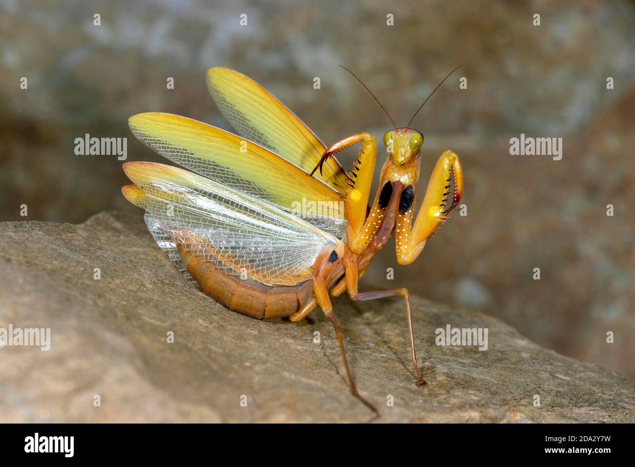 European preying mantis (Mantis religiosa), rare yellow morph, defensive pose, Germany Stock Photo