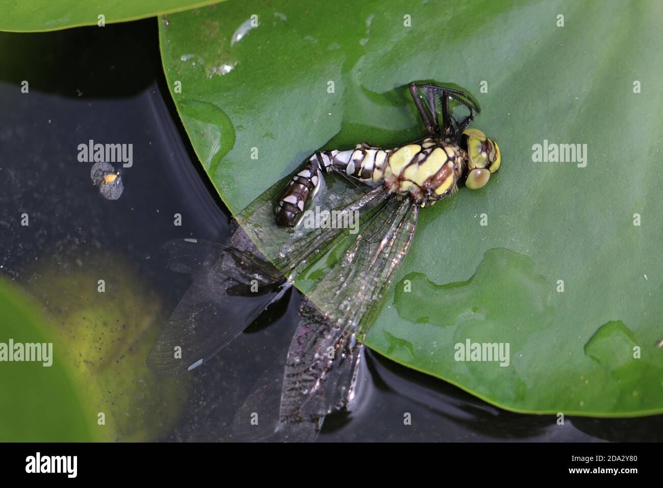 blue-green darner, southern aeshna, southern hawker (Aeshna cyanea), dead newly hatched blue-green darner on a water lily leaf, Germany Stock Photo
