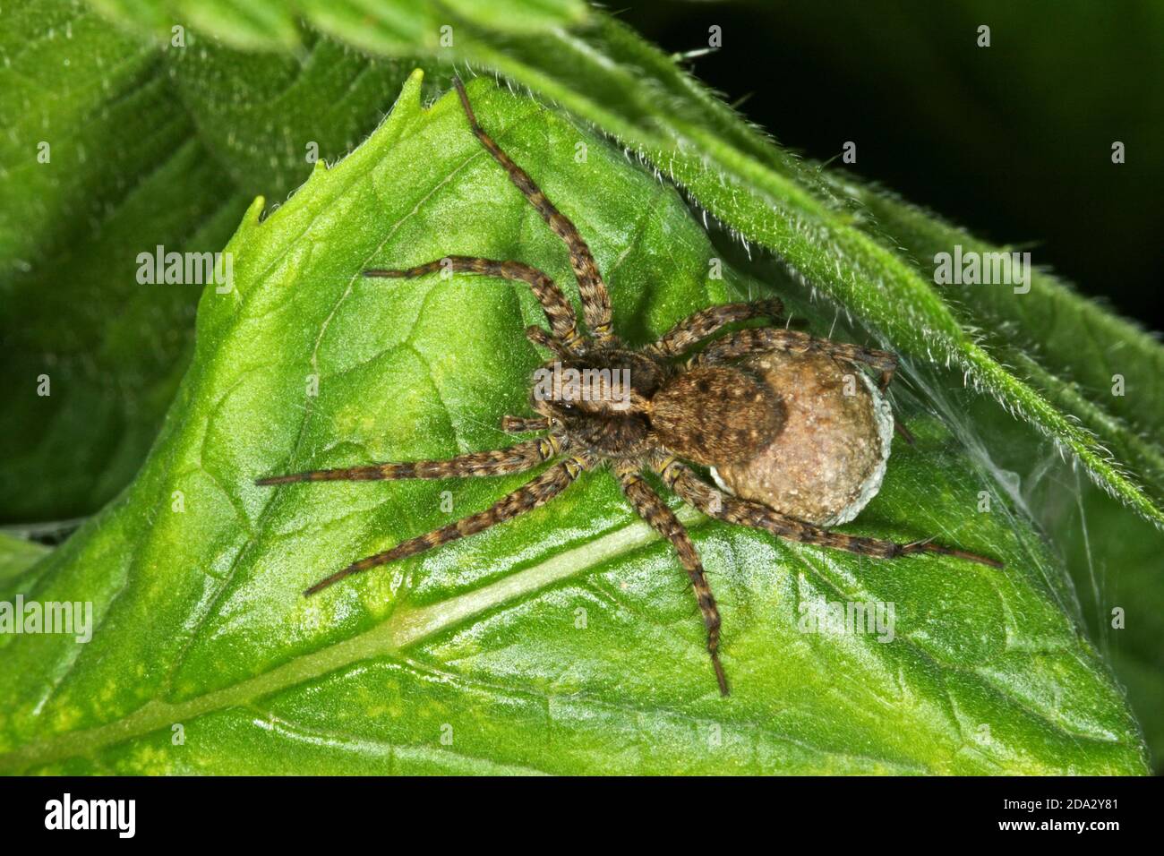 Spotted wolf spider, Ground spider (Pardosa amentata), female with cocoon, Germany Stock Photo