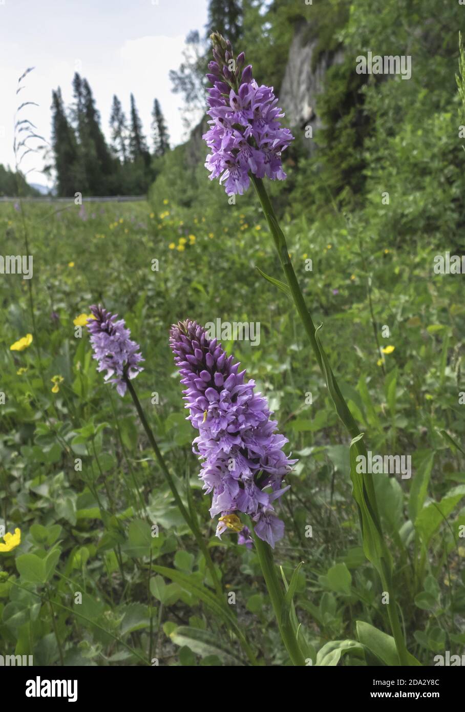 heath spotted orchid (Dactylorhiza maculata s.l.), blooming in a meadow, Norway, Nord-Troendelag, Namskogan Stock Photo