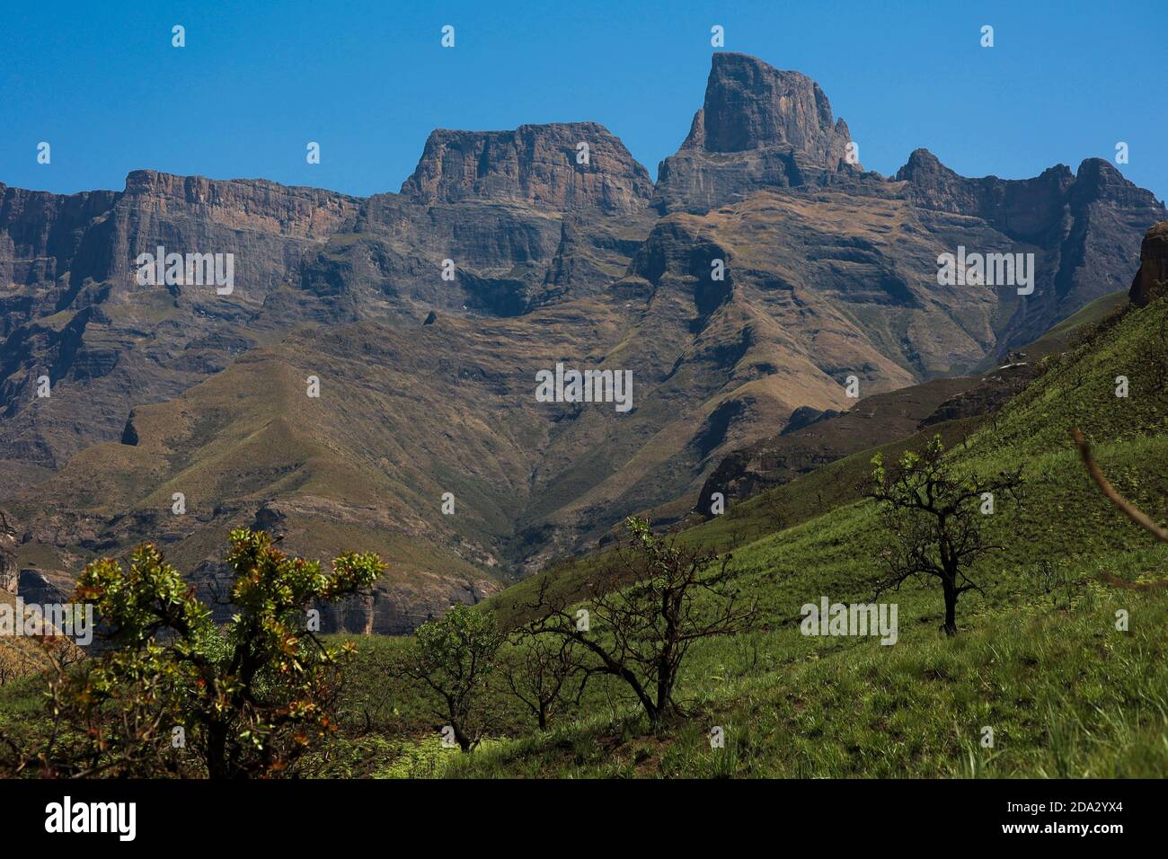 Ampitheatre Mountian in the Royal Natal National Park with blue sky. Stock Photo