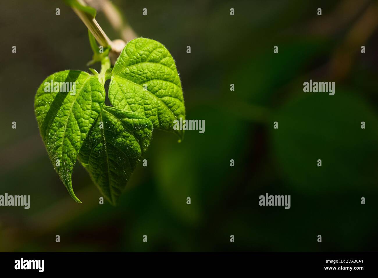 Pole bean leaf on blurred background Stock Photo