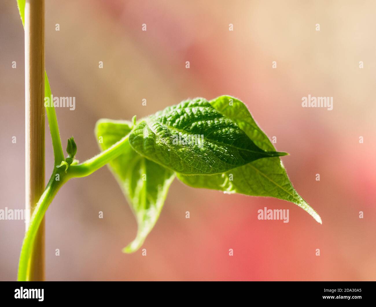 Pole bean leaf on blurred background Stock Photo
