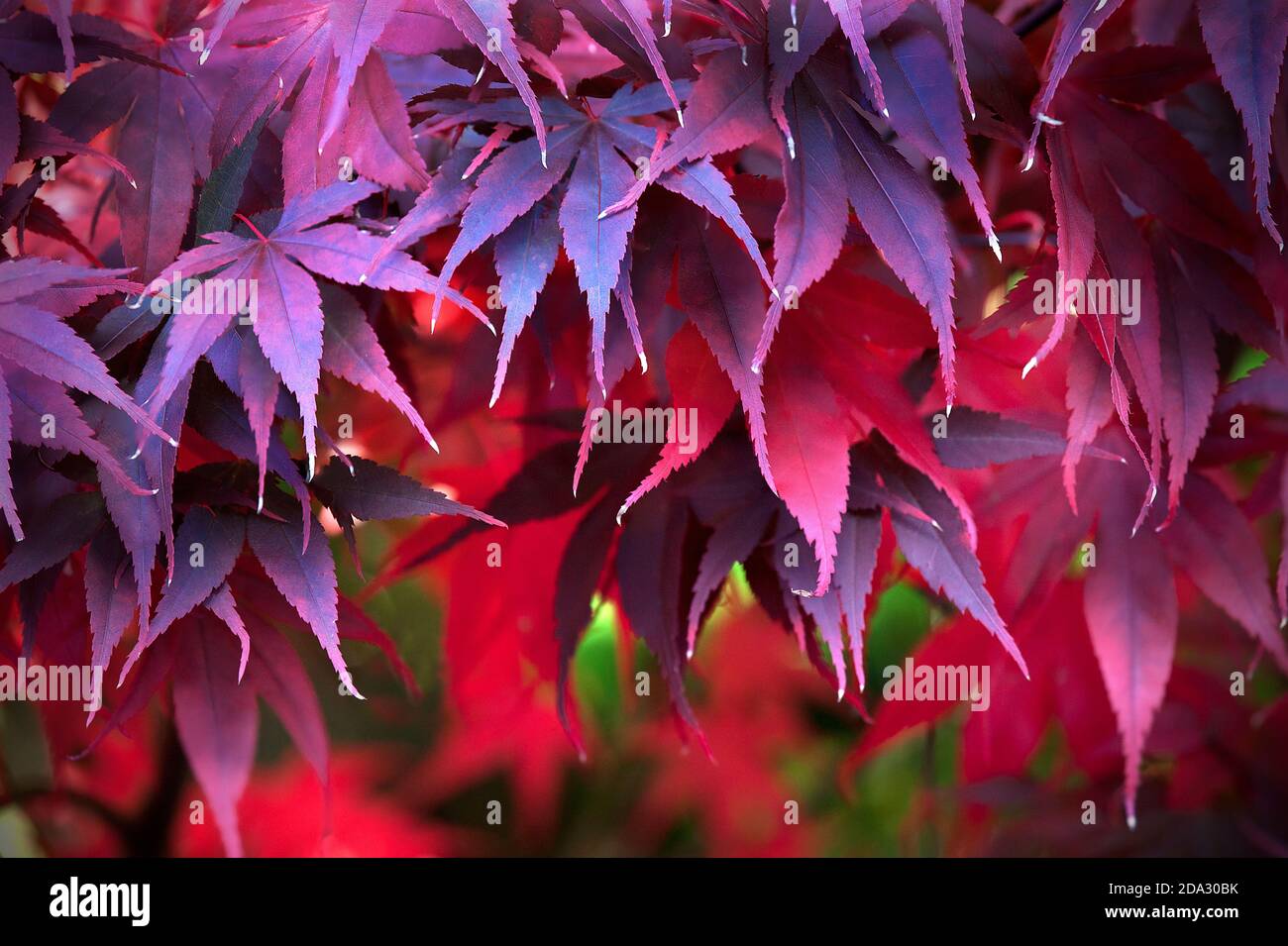 Acer Palmatum in Autumn colour close up Stock Photo