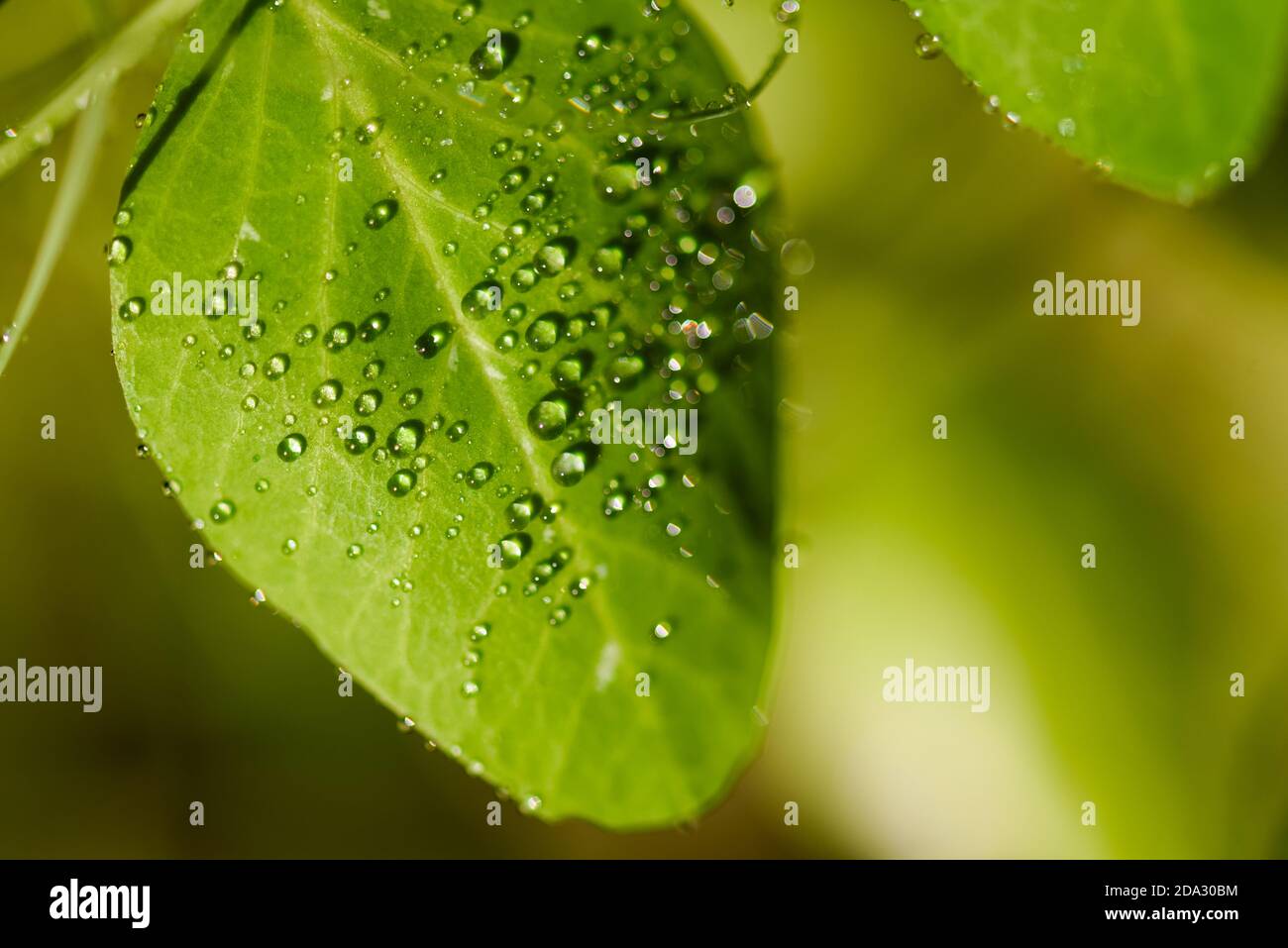 water drops on green leaf on blurred background Stock Photo