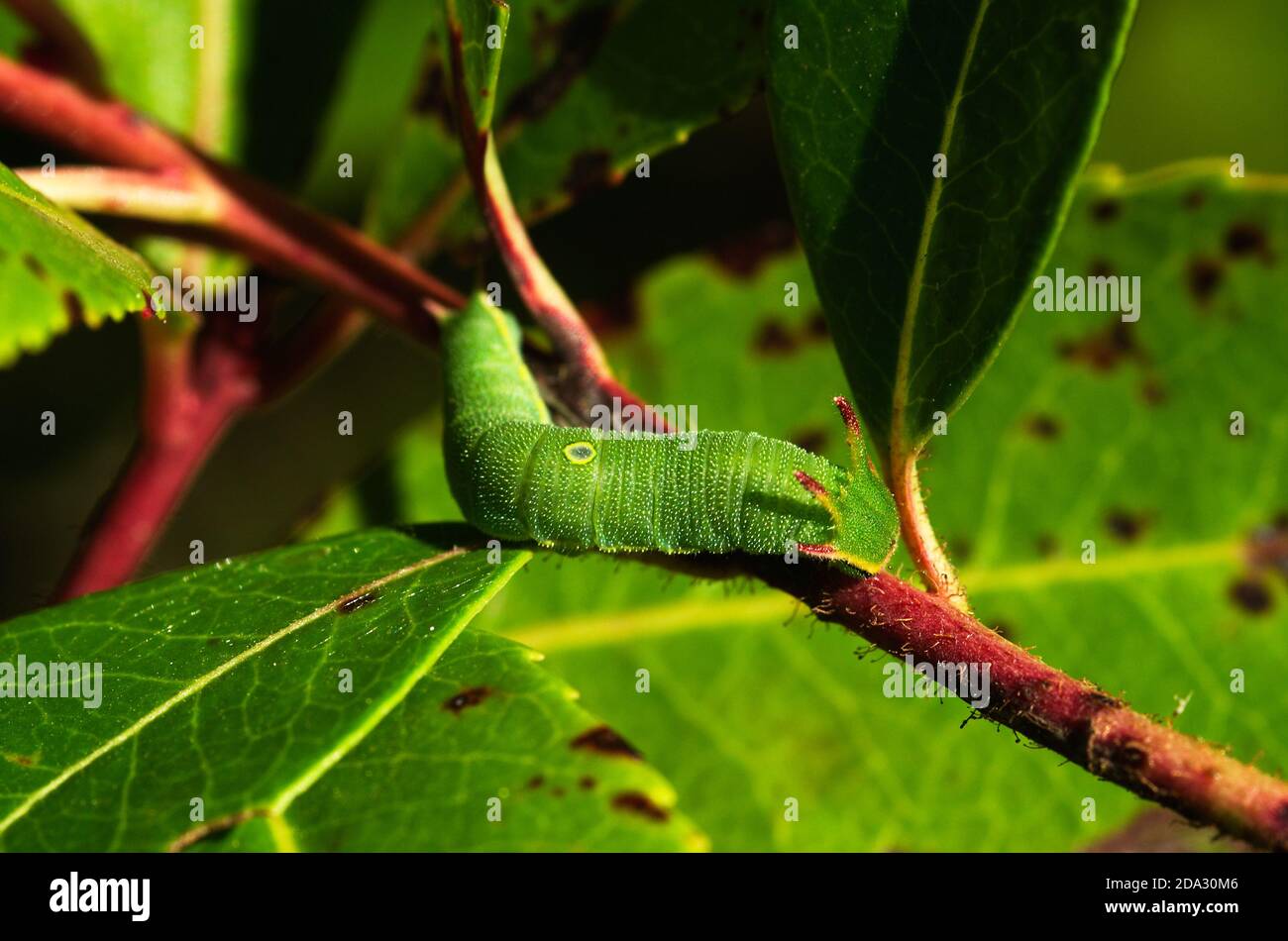 Lateral perspective view of Two tailed pasha (aka foxy emperor) caterpillar (Charaxes jasius) on twigs and green leaves of its host plant: Strawberry Stock Photo