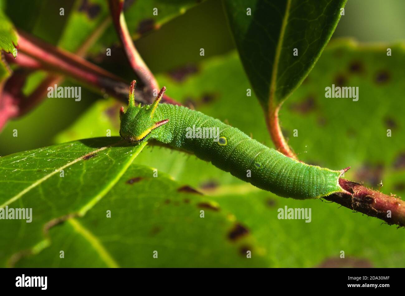 Overview of Two tailed pasha (aka foxy emperor) caterpillar (Charaxes jasius) on twigs and green leaves of its host plant: Strawberry tree. Parque Nat Stock Photo