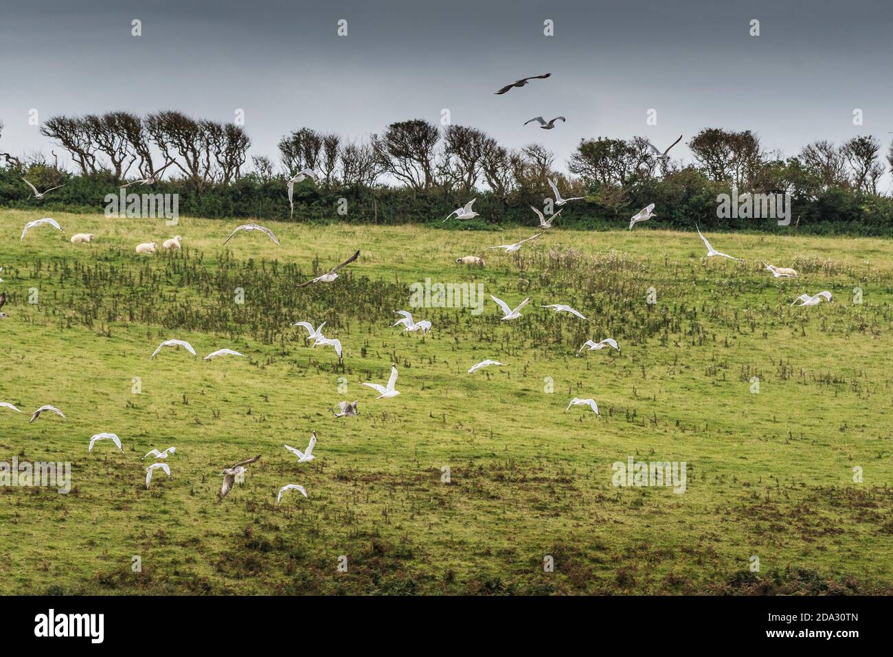 A flock of European Herring Gulls flying over a field in Newquay in Cornwall. Stock Photo