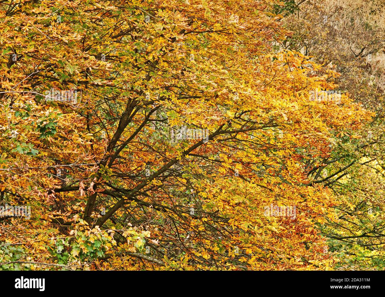 An abstract view of a tree in early autumn, with golden leaves and a branch leaning in to the picture, suggesting leaning in to autumn Stock Photo