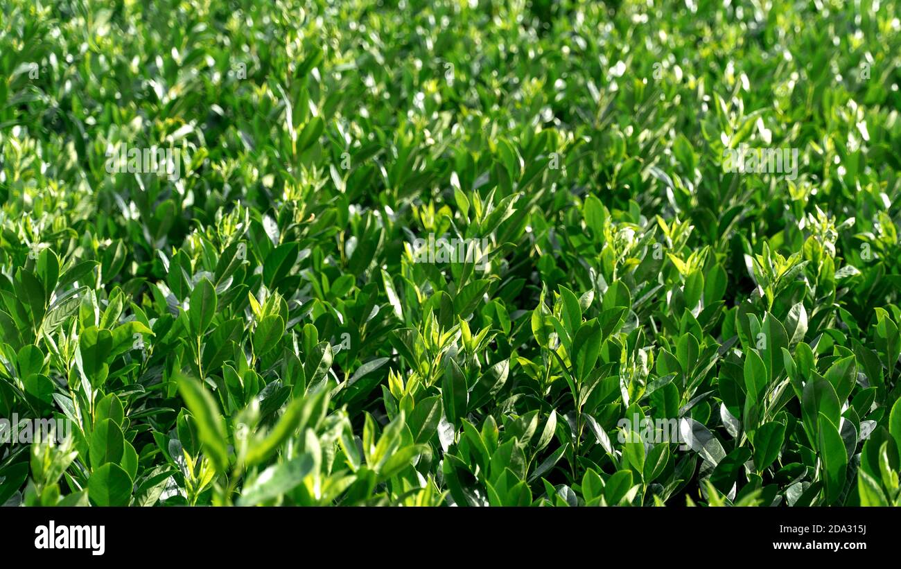 excellent green leaf vegetation background scene. natural candid Stock ...