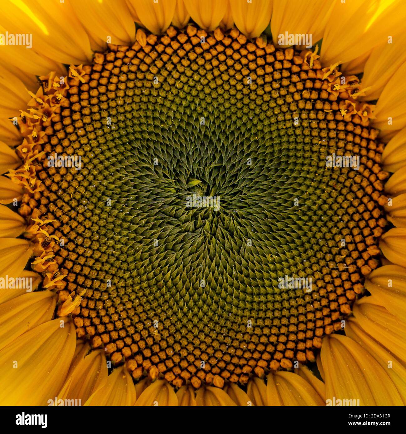 Sunflower seeds backgrounds textures hi-res stock photography and ...