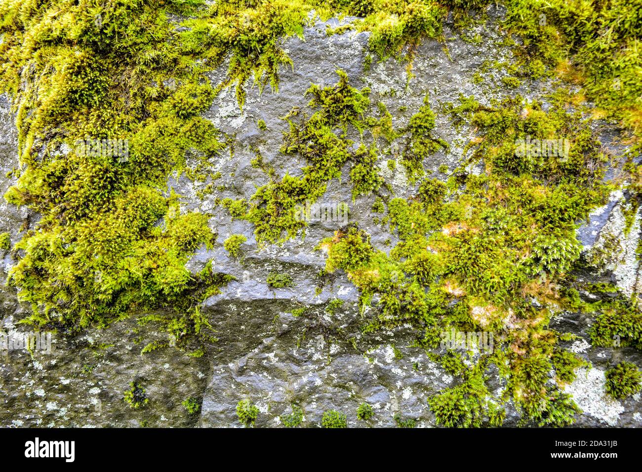 Ancient stone surface with green moss and lichen Stock Photo