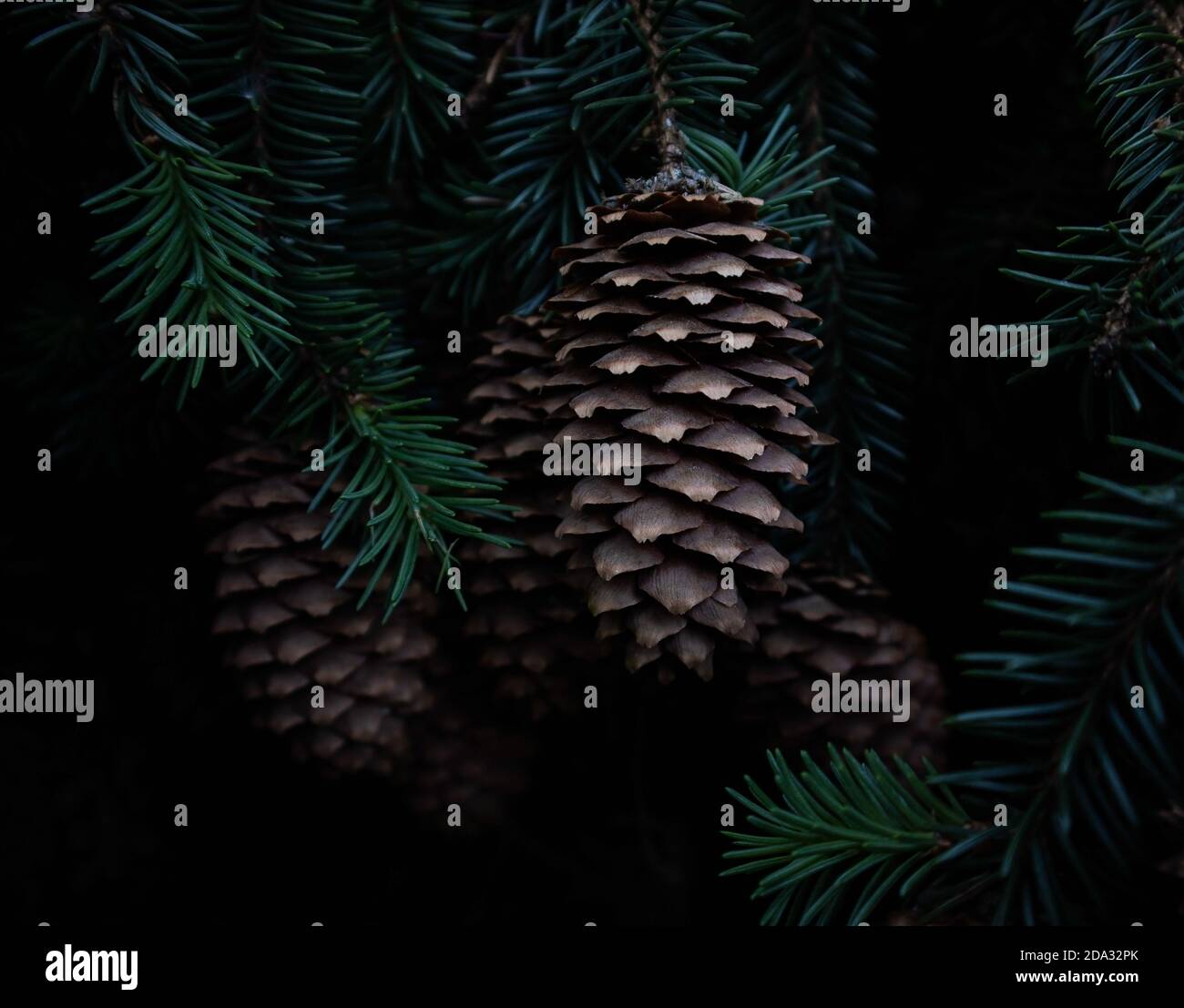 Close-up of pine cones on a branch in forest. Black background. Christmas concept. New Year dark background. Spruce needles. Pine cones and fir branch Stock Photo