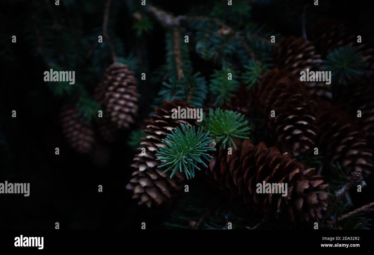 Close-up of pine cones on a branch in forest. Black background. Christmas concept. New Year dark background. Pine cones and fir branch. Moody tones. Stock Photo
