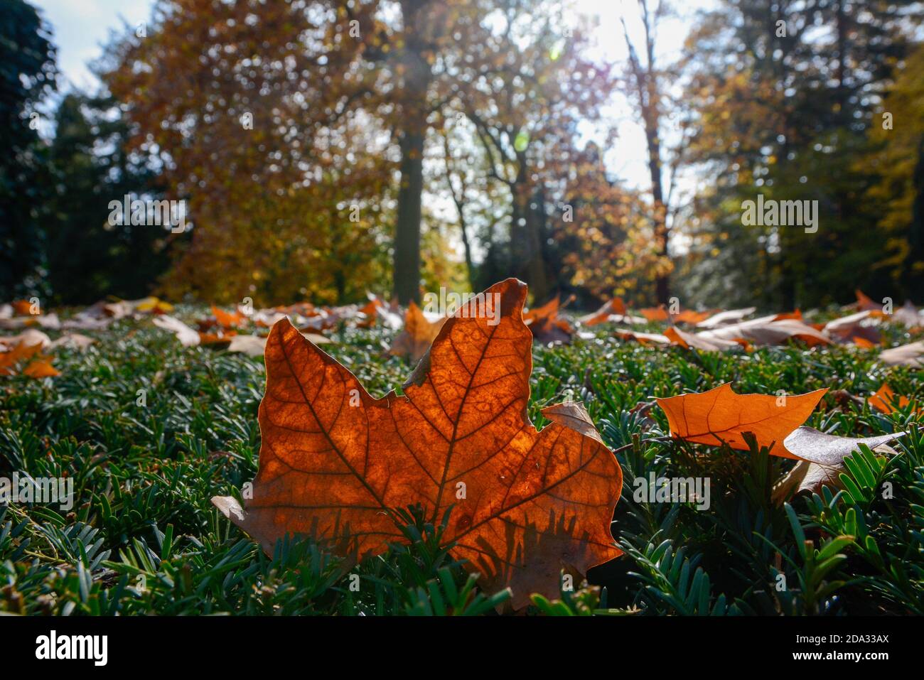 Lahr, Stadtpark und Innenstadt: Chrysanthemen und Herbstimpressionen zur »Chrysanthema«, die in diesem Jahr nur als Dekoration stattfindet. © Endrik B Stock Photo