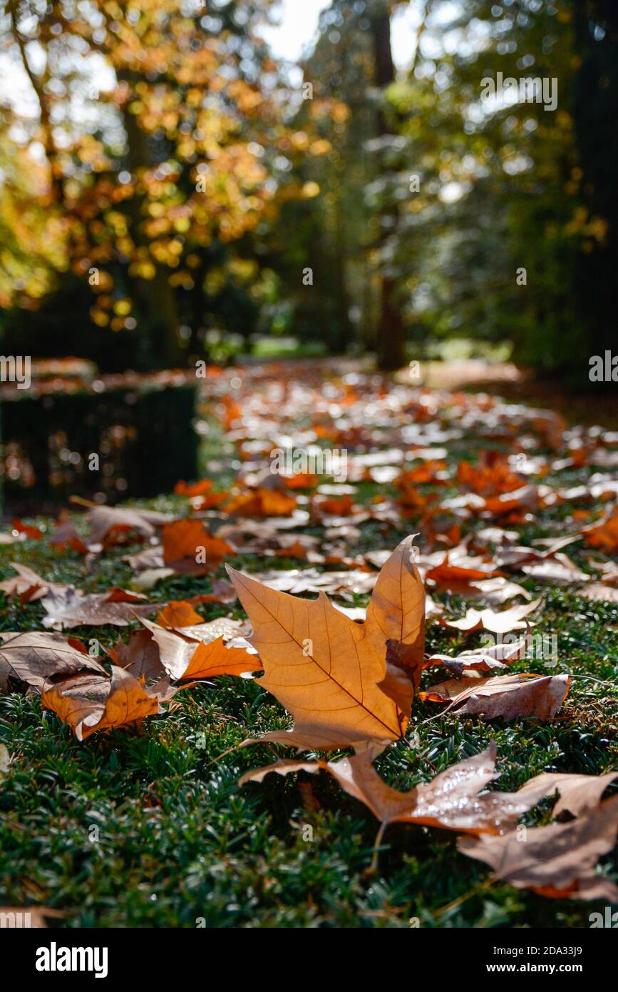 Lahr, Stadtpark und Innenstadt: Chrysanthemen und Herbstimpressionen zur »Chrysanthema«, die in diesem Jahr nur als Dekoration stattfindet. © Endrik B Stock Photo