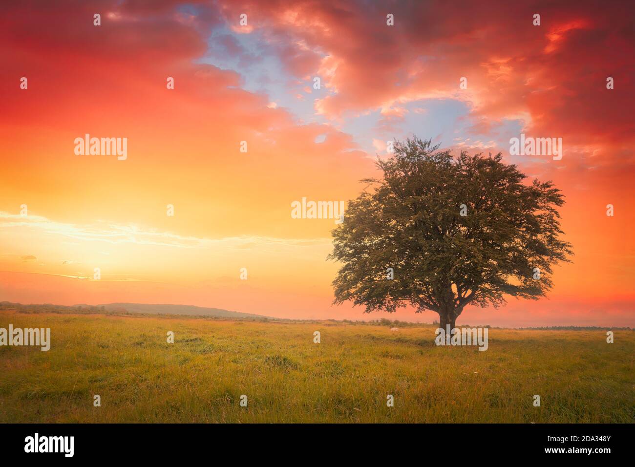 Lonely tree golden sunrise hi-res stock photography and images - Alamy