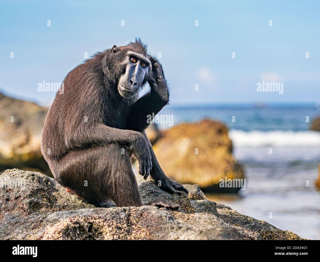 Black Crested Macaques in Tangkoko Nature Reserve, North Sulawesi, Indonesia Stock Photo