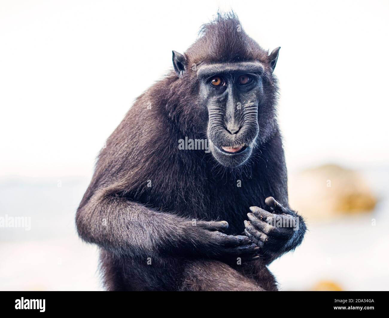 Black Crested Macaques in Tangkoko Nature Reserve, North Sulawesi, Indonesia Stock Photo