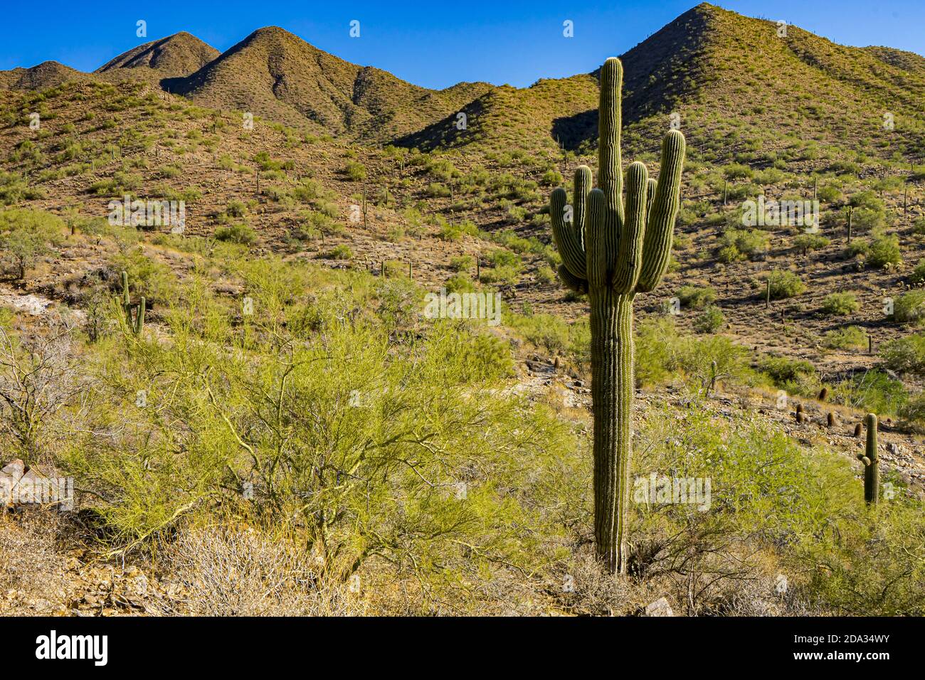 Closeup of a saguaro cactus in the Sonoran desert of Arizona Stock ...
