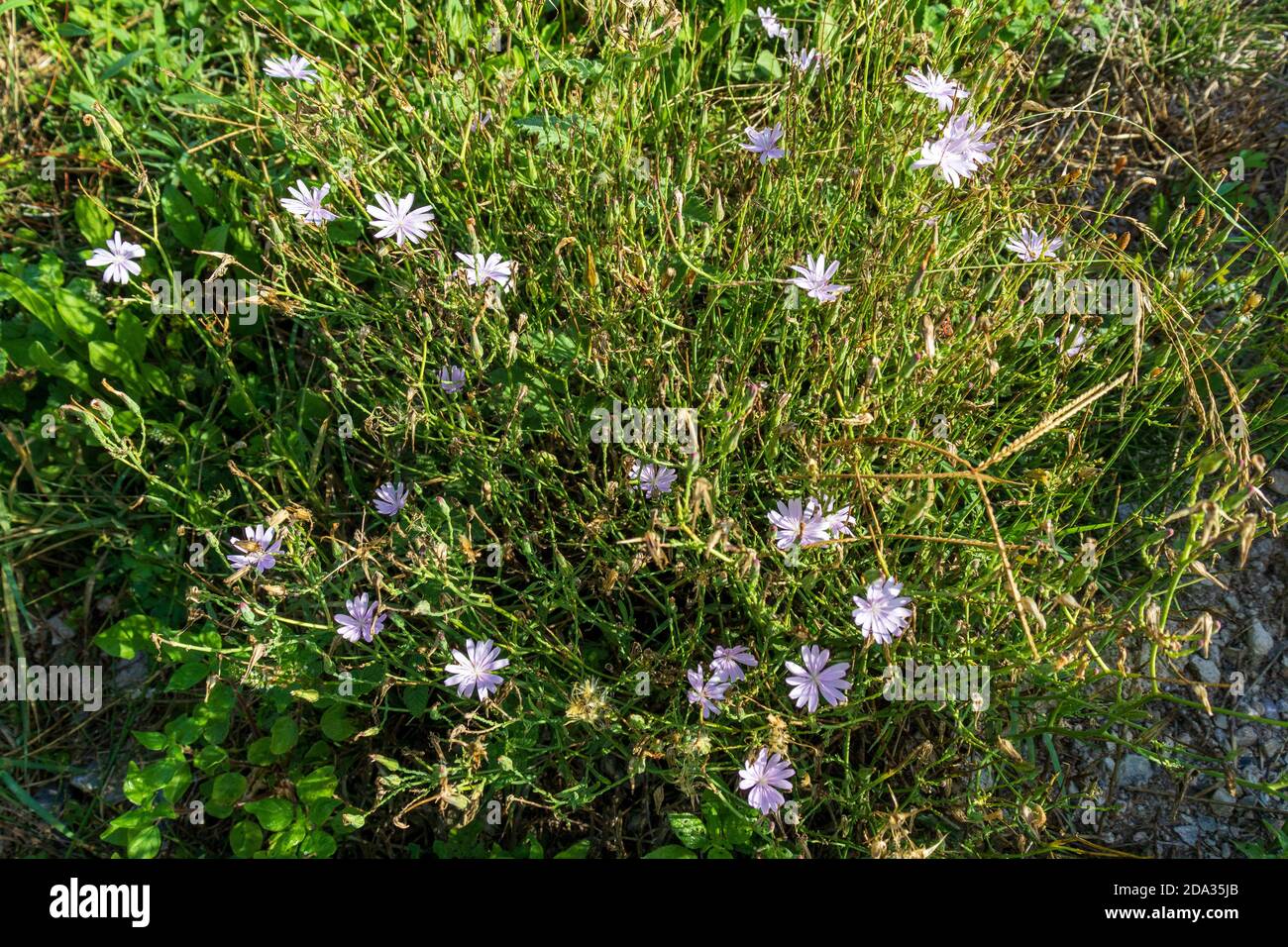 Lactuca tenerrima, Wild Lechuguilla Plant in Flower Stock Photo